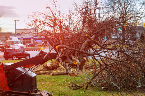 How Our Tree Care Process Works  in  Woodstock, VA