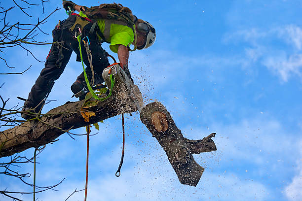 Reliable Woodstock, VA Tree Care Solutions